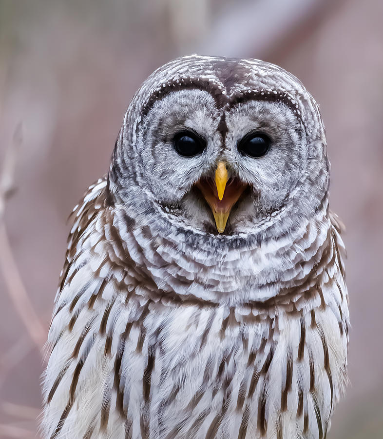 Singing Photograph By Davidhx Chen Fine Art America