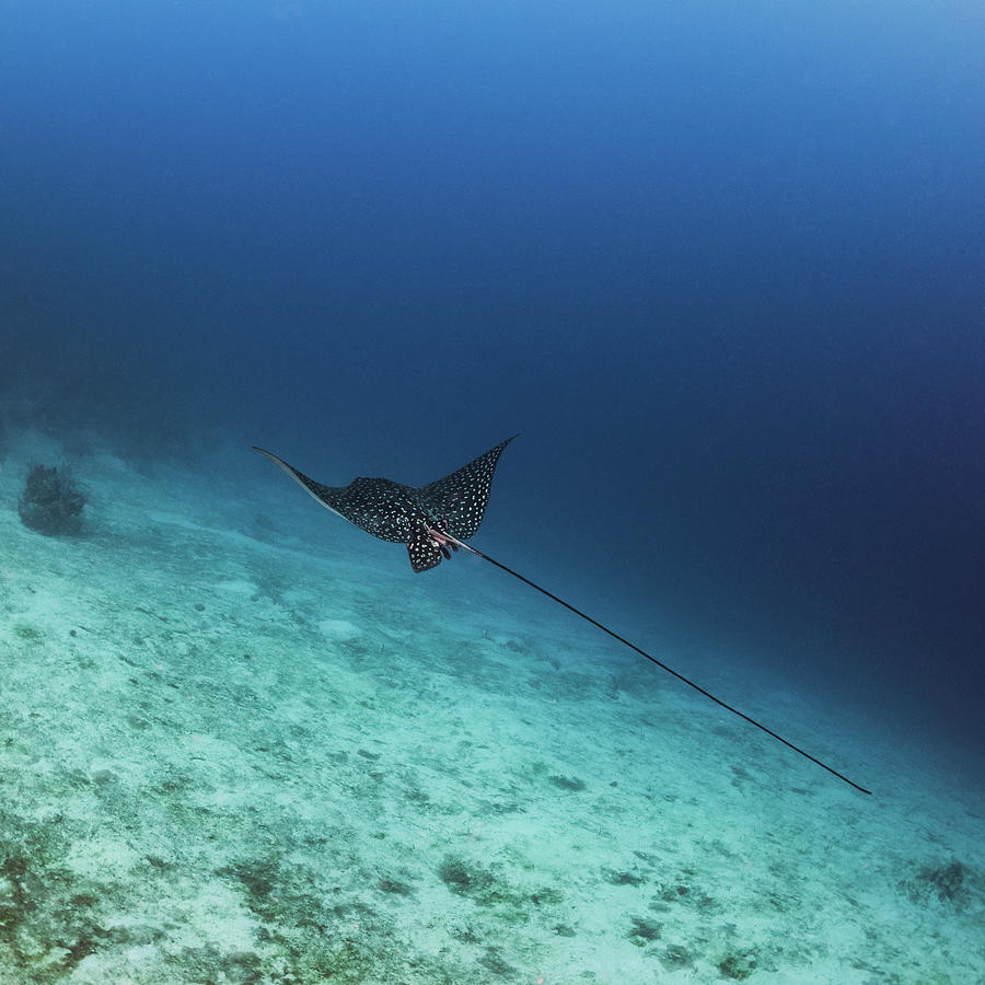 Spotted Eagle Ray Swimming In The Ocean In Utila Honduras Photograph