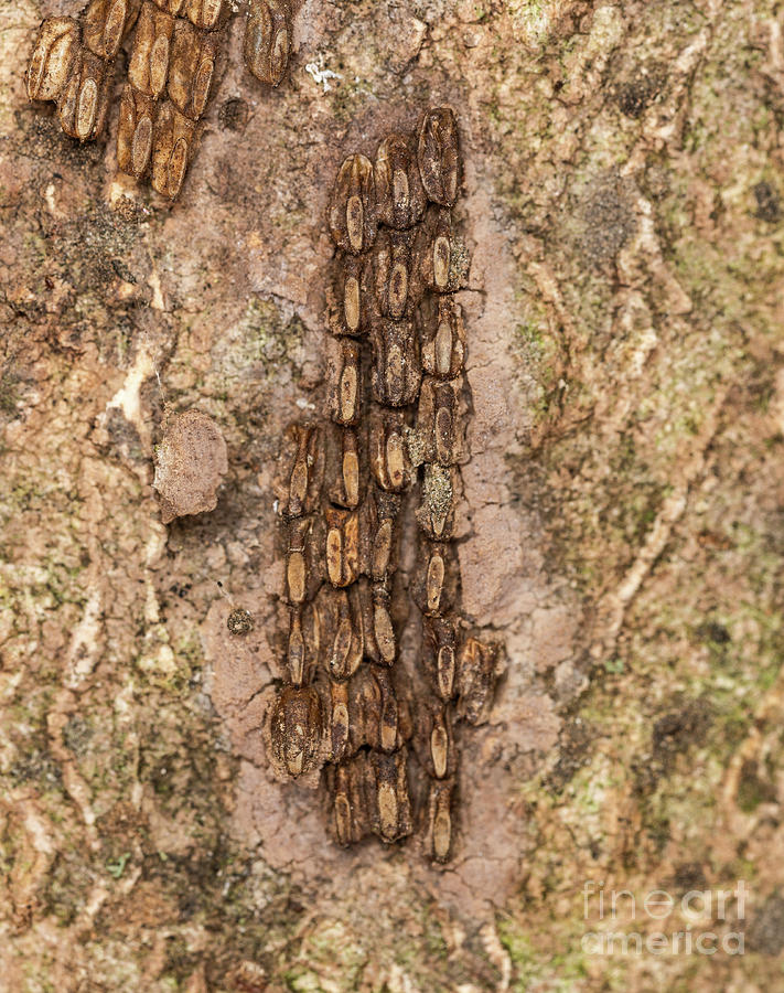 Spotted Lanternfly Egg Mass Photograph By Stephen Ausmus Us Department