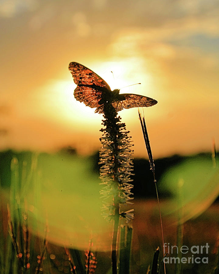 Sunset Butterfly X Photograph By Karl Johnson Fine Art America