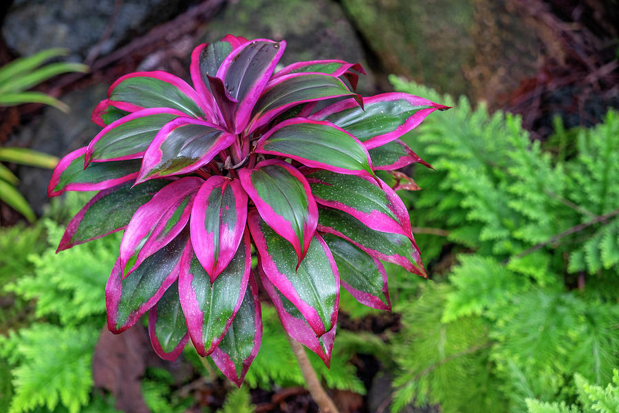 Ti Plant Cordyline Fruticosa Photograph By Lisa S Engelbrecht Pixels