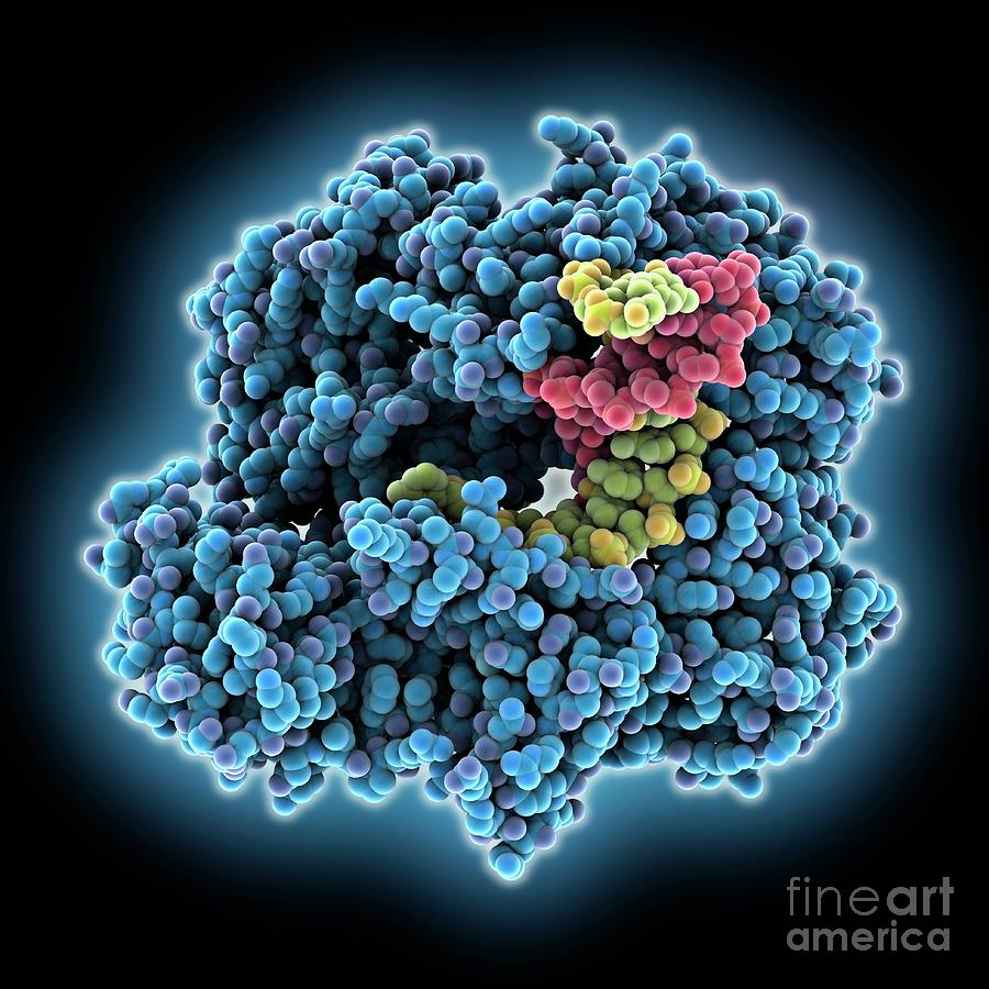 Tna Polymerase Complexed With Dna Tna Photograph By Laguna Design