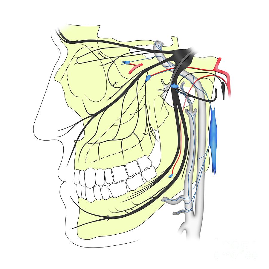Trigeminal Nerve Anatomy Photograph By Maurizio De Angelis Science