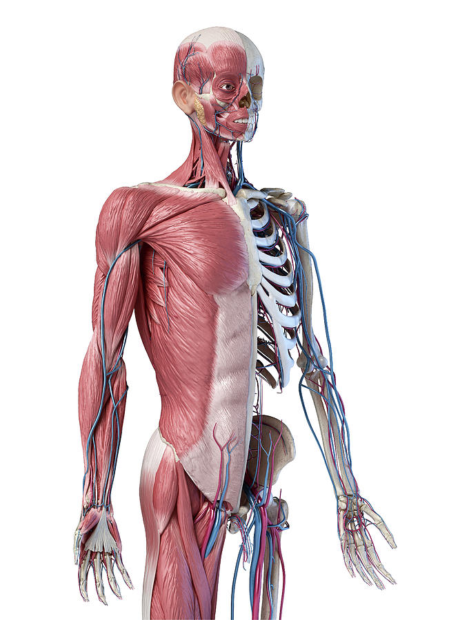 Upper Body Skeleton With Muscles Veins Photograph By Pixelchaos