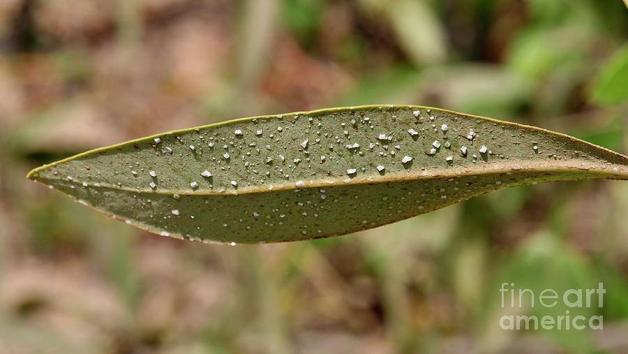 White Mangrove Laguncularia Racemosa Leaf By Thierry Berrod Mona