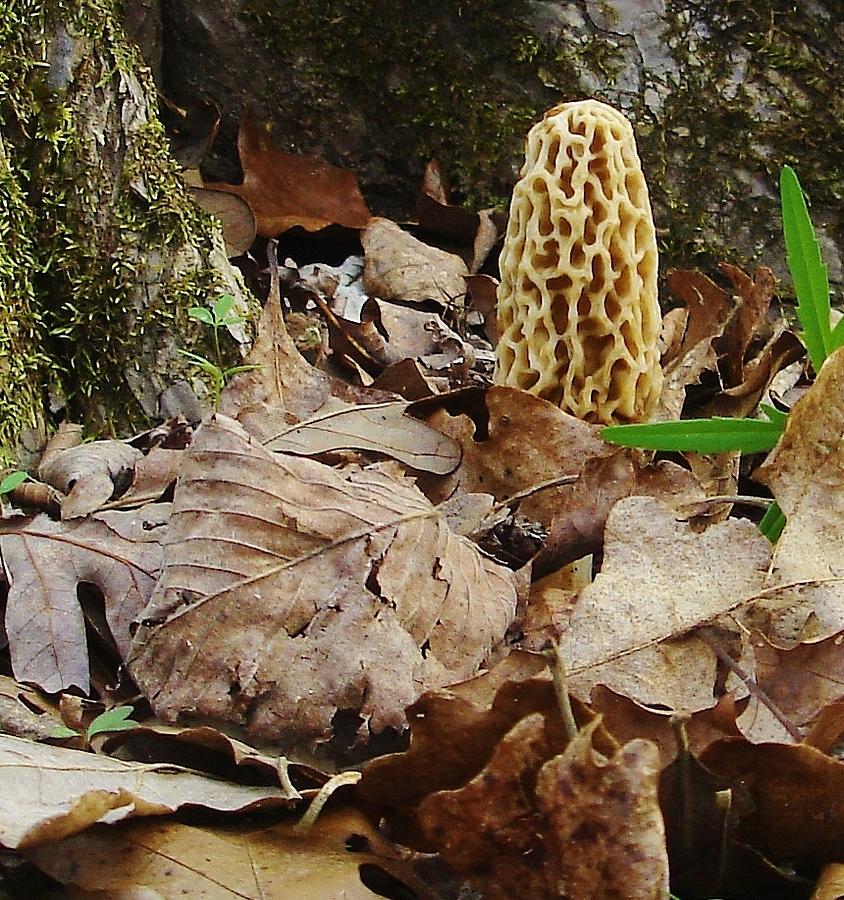 White Morel Mushroom Photograph By Susan Schneider Pixels