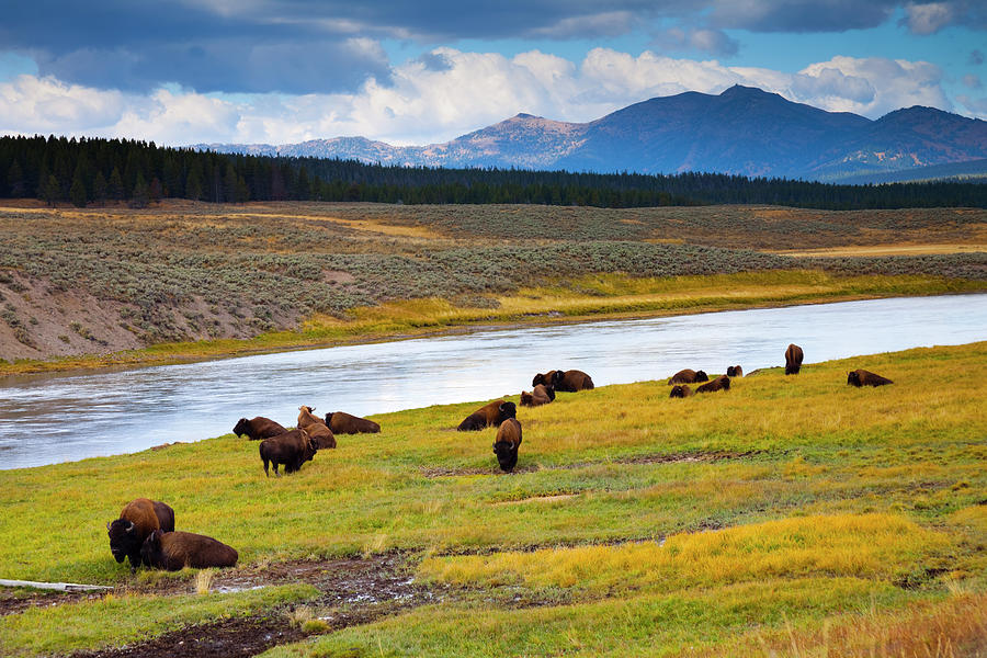 Wild Bison Roam Free Beneath Mountains Photograph By Jamesbrey Pixels