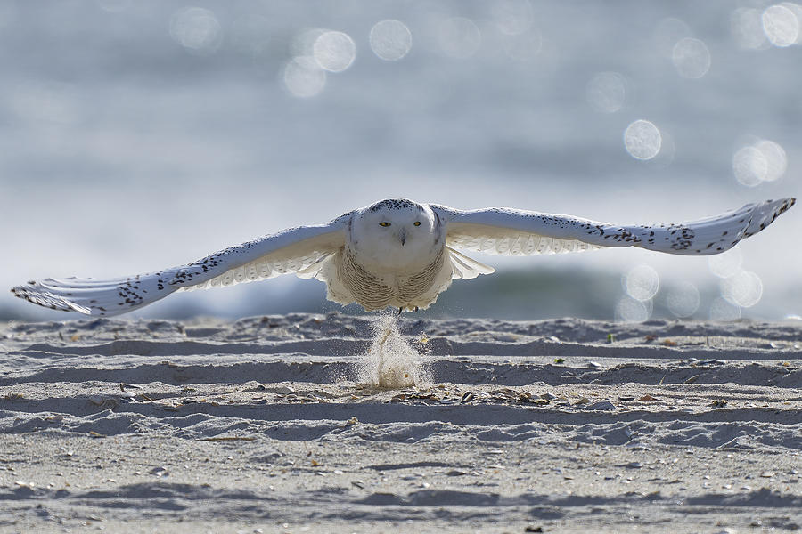 Wonderful Coast And Snowy Owl Photograph By Johnny Chen Fine Art America