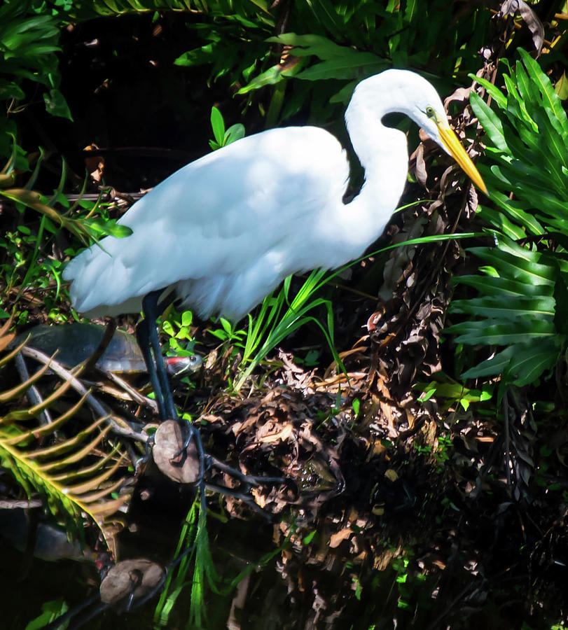 Egret On A Branch Photograph By Trever Barker Fine Art America