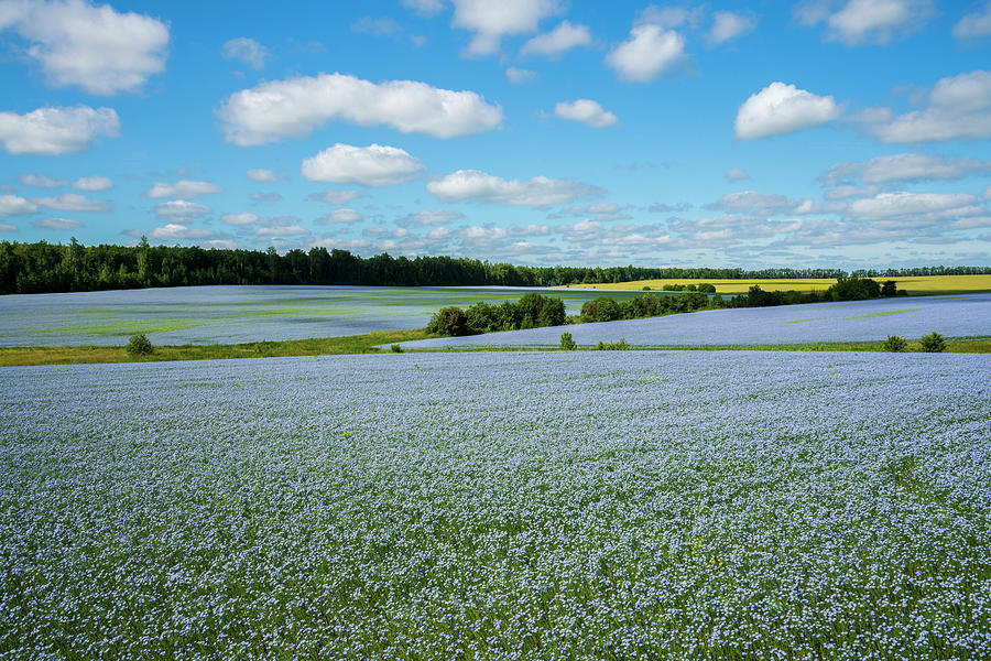 Flax Field Flax Blooming Flax Agricultural Cultivation Photograph By