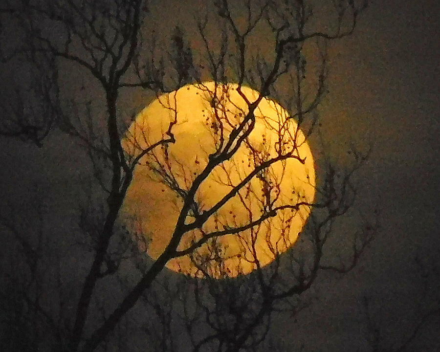 Full Moon Photograph By Tom Strutz Fine Art America