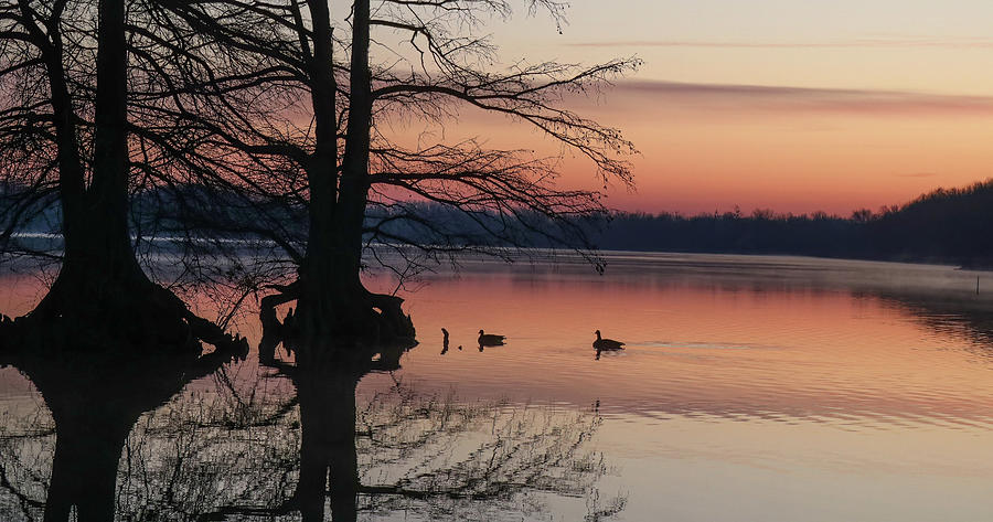 Geese At Sunrise Photograph By Tom Strutz Fine Art America