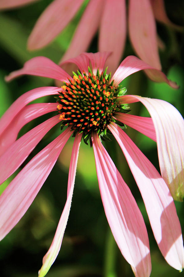 Lazy Daisy Photograph By Pauline Darrow Fine Art America