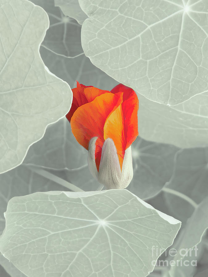 Nasturtium In Macro Photograph By Mike Nellums Fine Art America