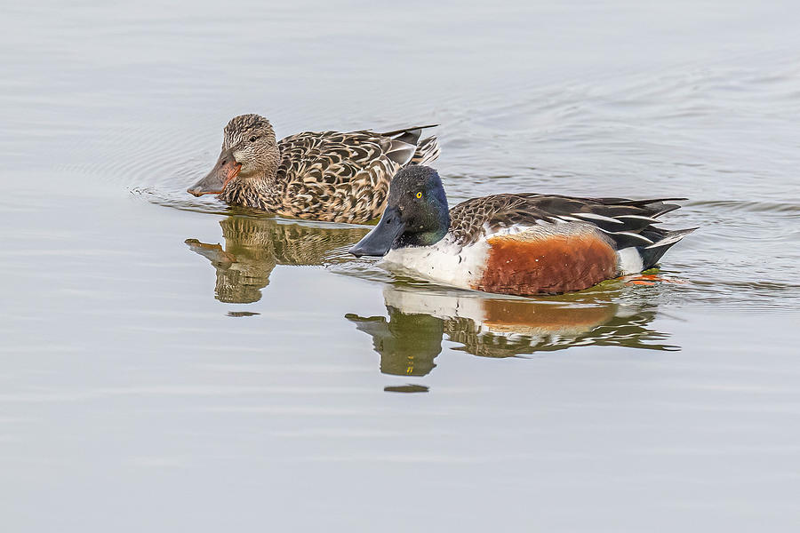 Northern Shoveler Pair 2 Photograph By Morris Finkelstein Fine Art