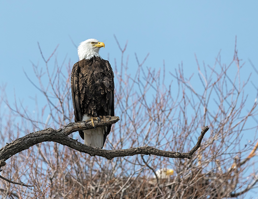 Eagle On Watch Photograph By Loree Johnson Fine Art America