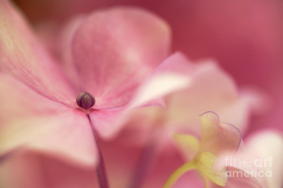 Pink Hydrangea Photograph By Neil Overy Fine Art America