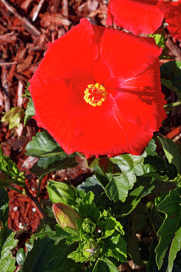 Red Hibiscus Photograph By Sally Weigand Pixels