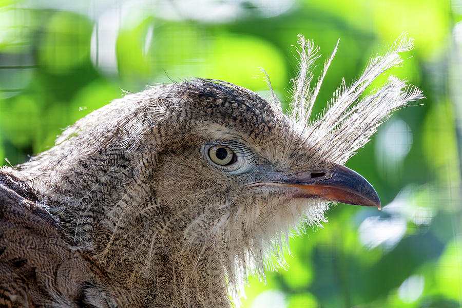 Red Legged Seriema Cariama Cristata Photograph By Artush Foto Pixels