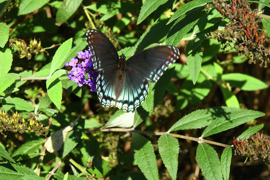 Red Spotted Purple Butterfly Photograph By Robert Tubesing Fine Art