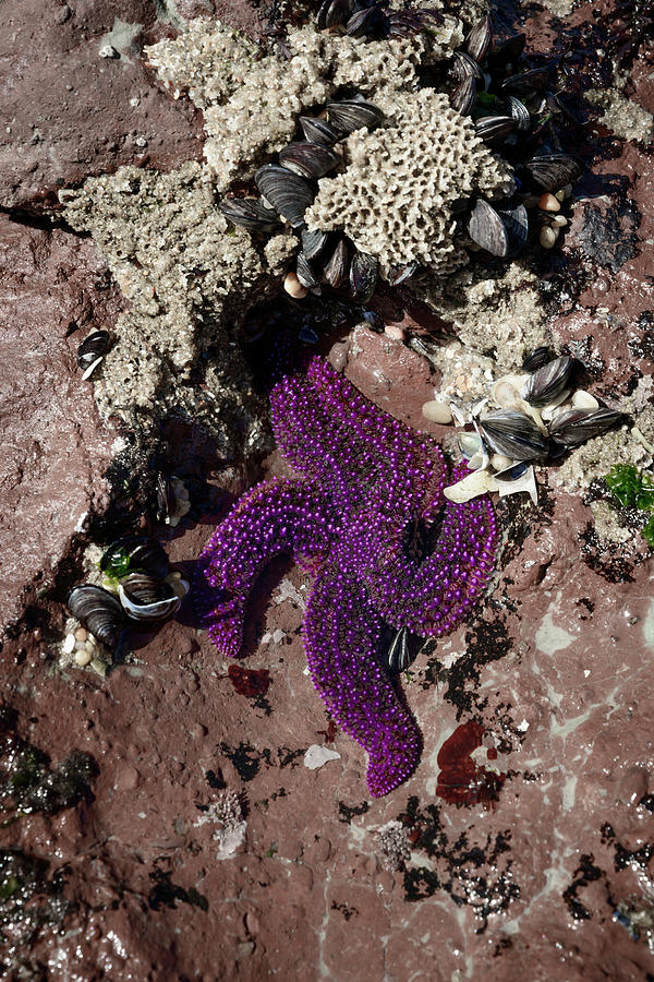 Starfish Photograph By Svetlana Sewell Fine Art America