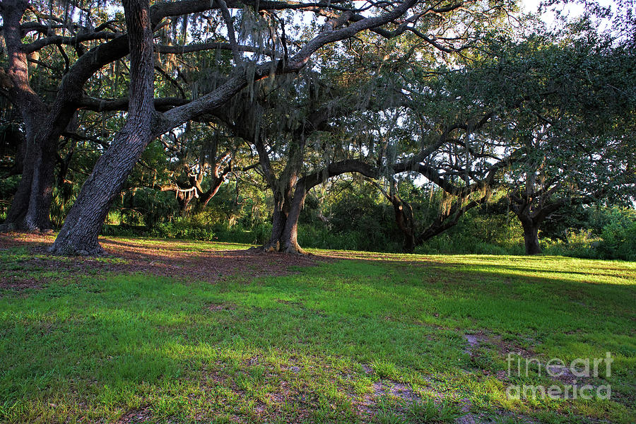 Sunset At Park Photograph By Felix Lai Fine Art America