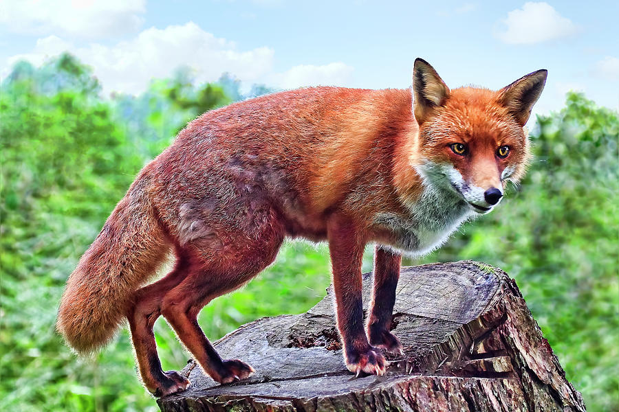 Red Fox Photograph By Marcia Colelli Pixels