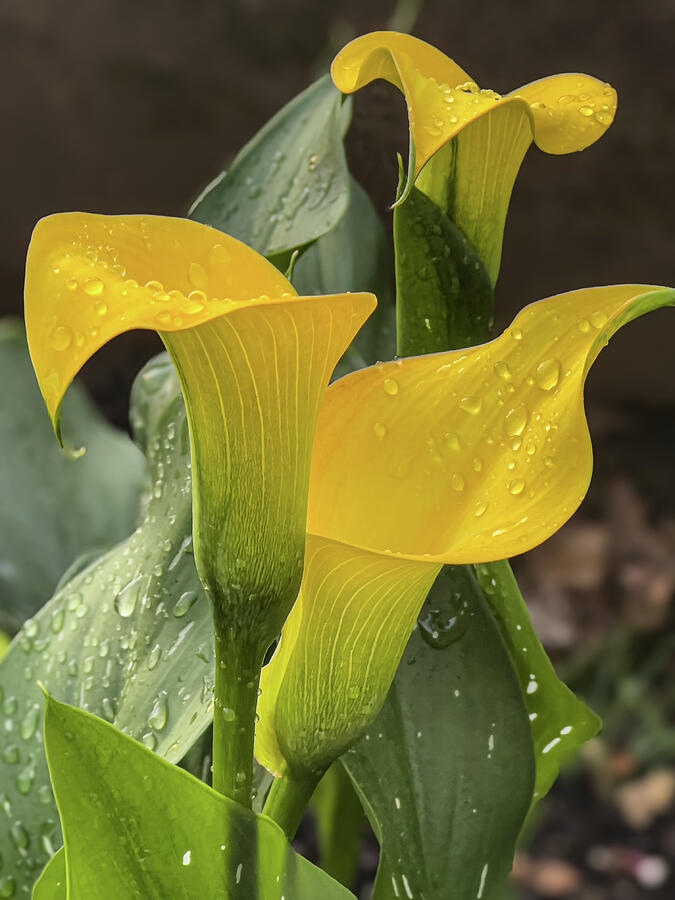 Yellow Calla Lilies 2 Photograph By Patricia Betts Fine Art America