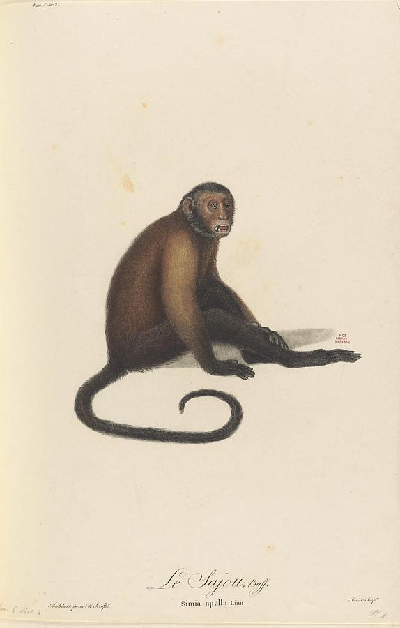 Vintage Primate And Ape Art Mixed Media By Beautiful Nature Prints