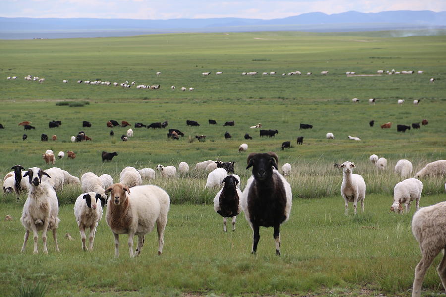 A Flock Of Sheep In Mongolia Photograph By Otgon Ulzii Shagdarsuren
