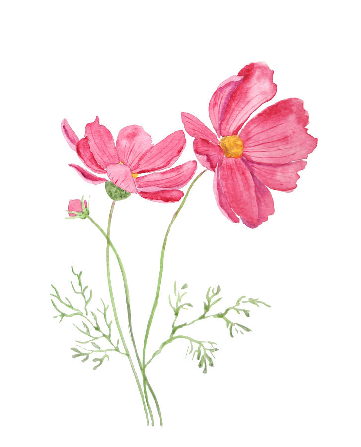 2 Pink Cosmos Flowers Watercolor Painting Painting By Color Color