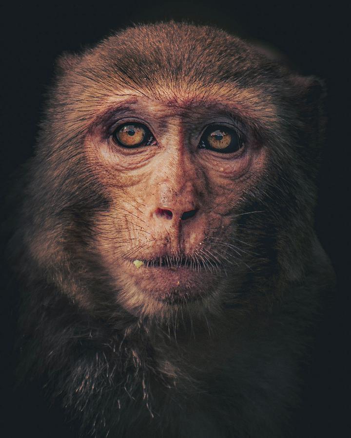 Beautiful Primate Mixed Media By Nature Photography Fine Art America