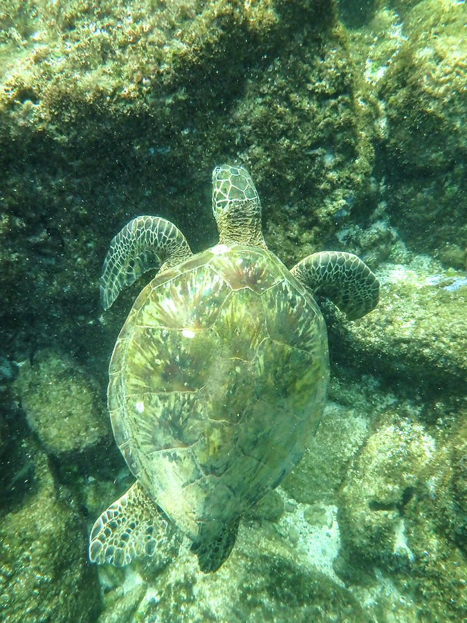 Sharks Cove Snorkeling In Oahu Hawaii North Shore Photograph By Alex