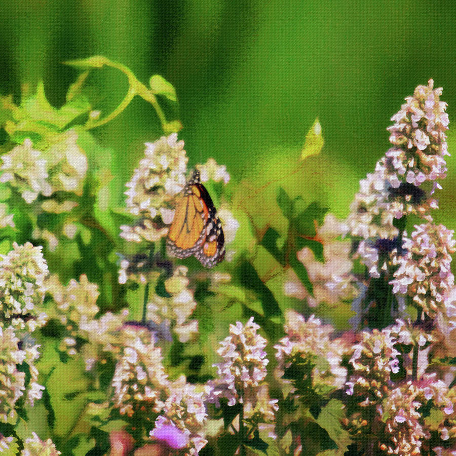 A Monarch Butterfly Danaus Plexippus Feeds On Anise Hyssop Aga