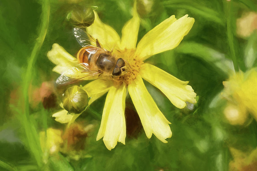 Digital Oil Painting Of A Bee Or Honeybee Apis Mellifera Collecting