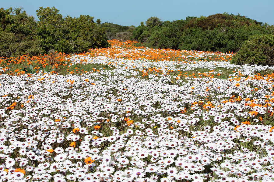 Field Of Flowers Photograph By Neil Overy Pixels