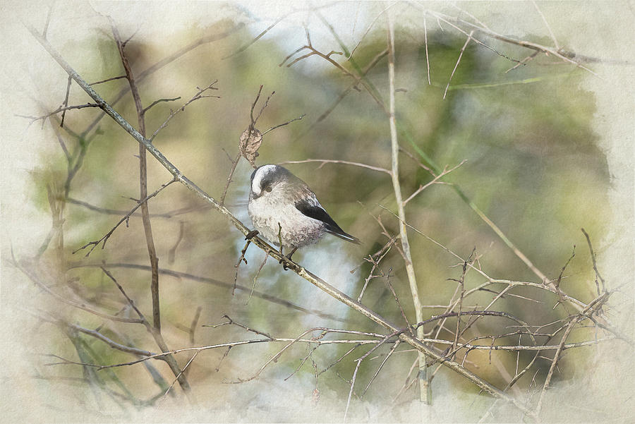 Long Tailed Tit Digital Watercolour Painting Photograph By Rob Thorley