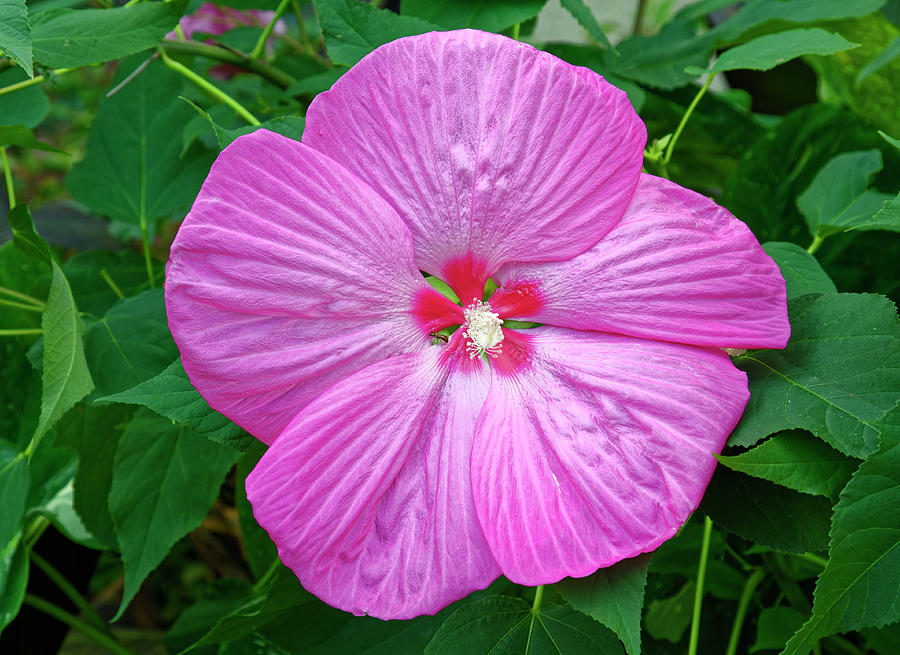 Pink Hibiscus Photograph By Sally Weigand Fine Art America