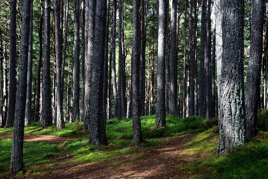 Woodlands Photograph By Svetlana Sewell Fine Art America