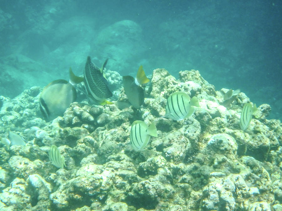 Sharks Cove Snorkeling In Oahu Hawaii North Shore Photograph By Alex