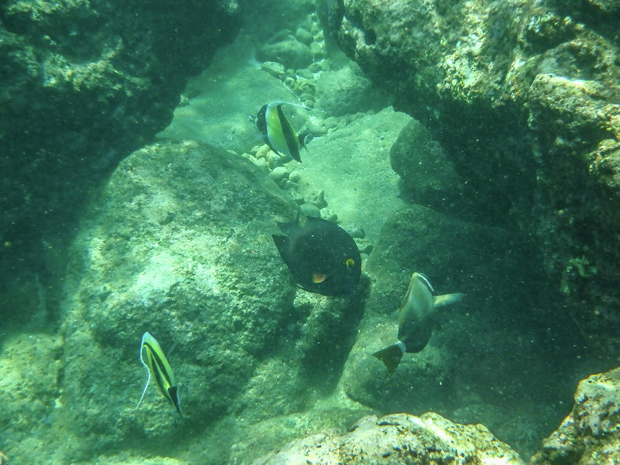 Sharks Cove Snorkeling In Oahu Hawaii North Shore Photograph By Alex