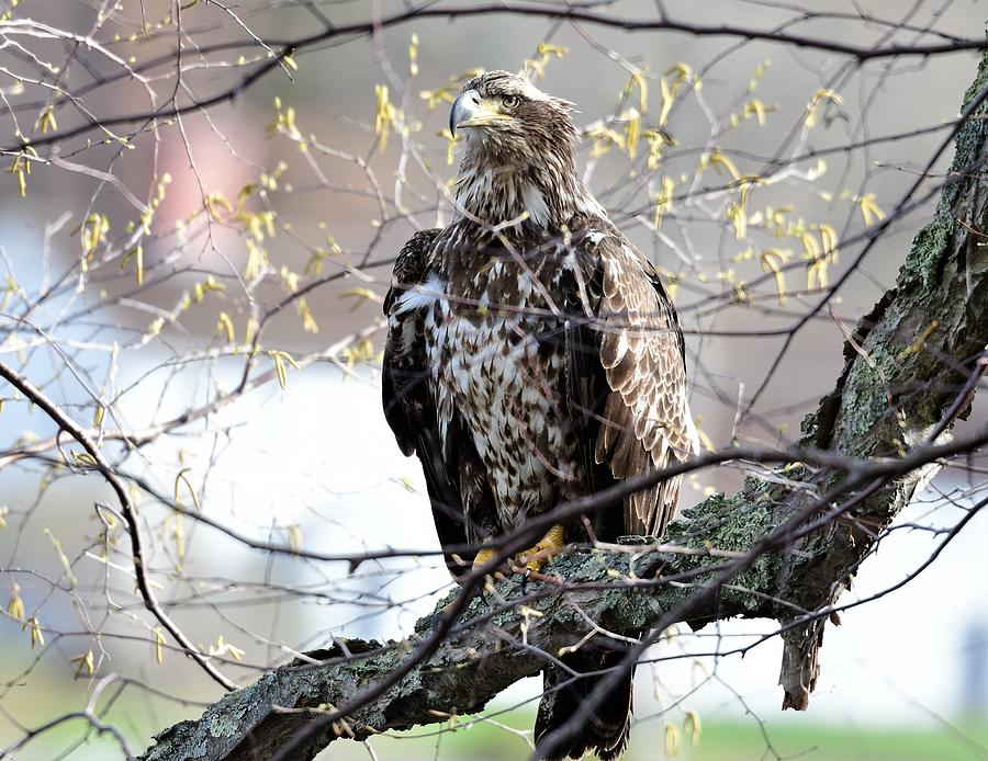 3 5 Year Old Male Bald Eagle Photograph By Jo Ann Matthews Fine Art