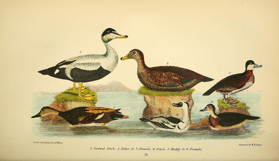 Beautiful Antique Waterfowl Mixed Media By Beautiful Nature Prints