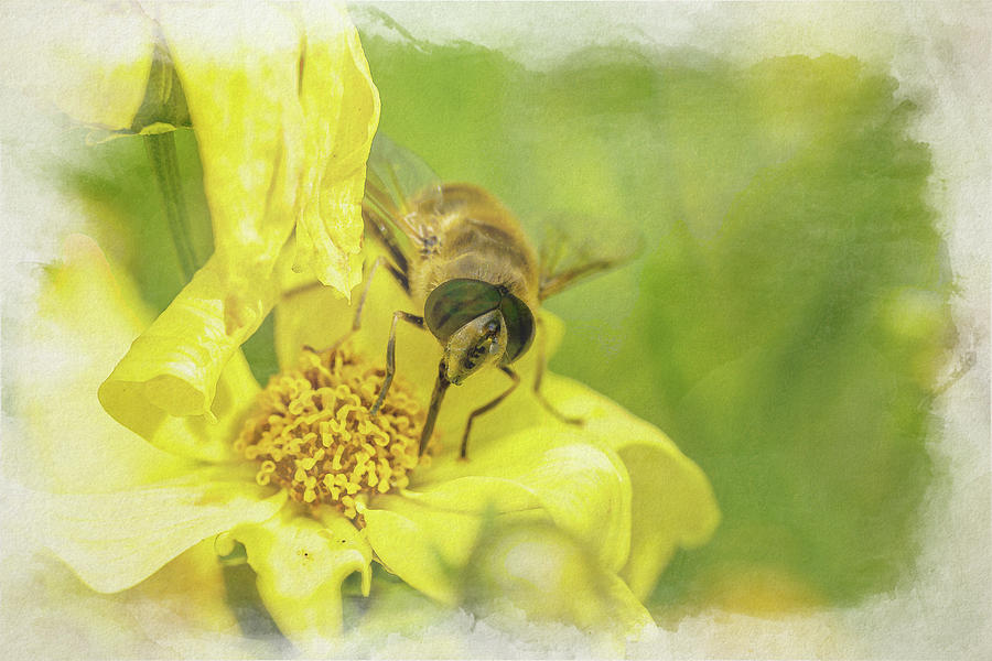 Bee Or Honeybee Digital Watercolour Painting Apis Mellifera