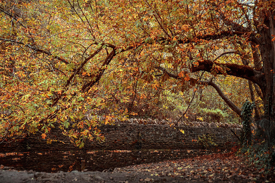 Autumn Leaves Photograph By Svetlana Sewell Fine Art America