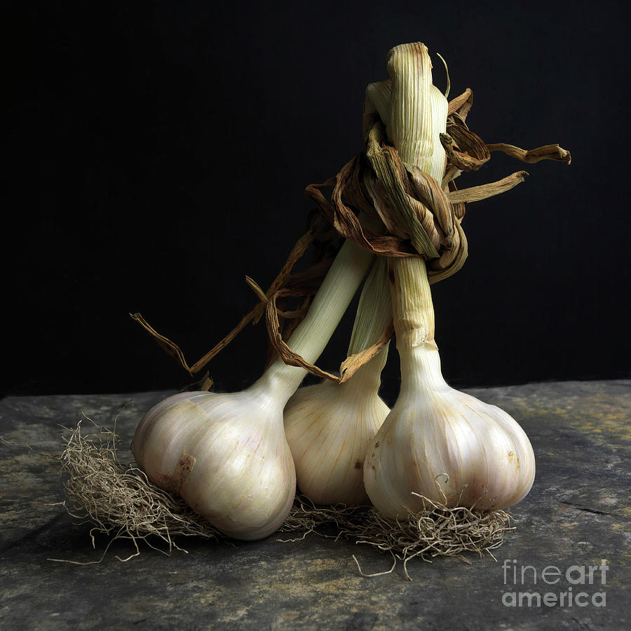 Fresh Garlic On Black Background Photograph By Bernard Jaubert Fine