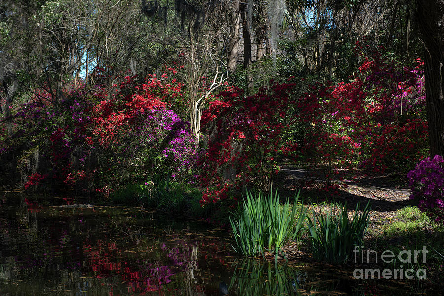 Southern Focus Magnolia Plantation Charleston South Carolina