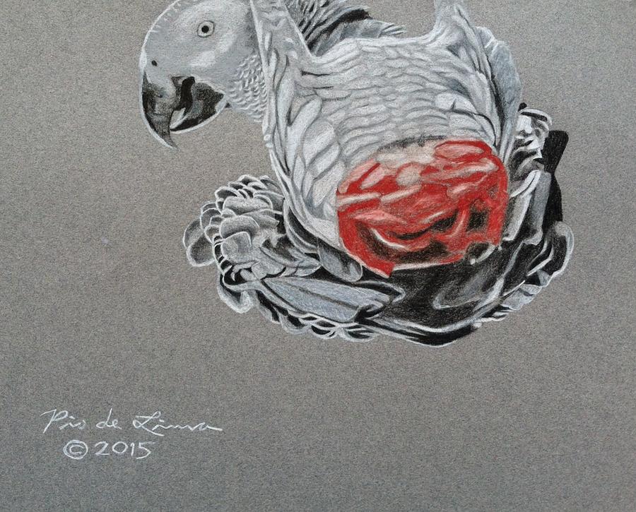 African Grey Parrot Drawing By Pio De Lima Fine Art America