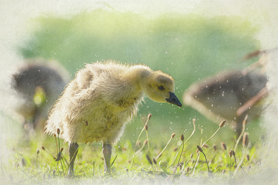 Digital Watercolour Painting Of Baby Branta Canadensis Canada Goose