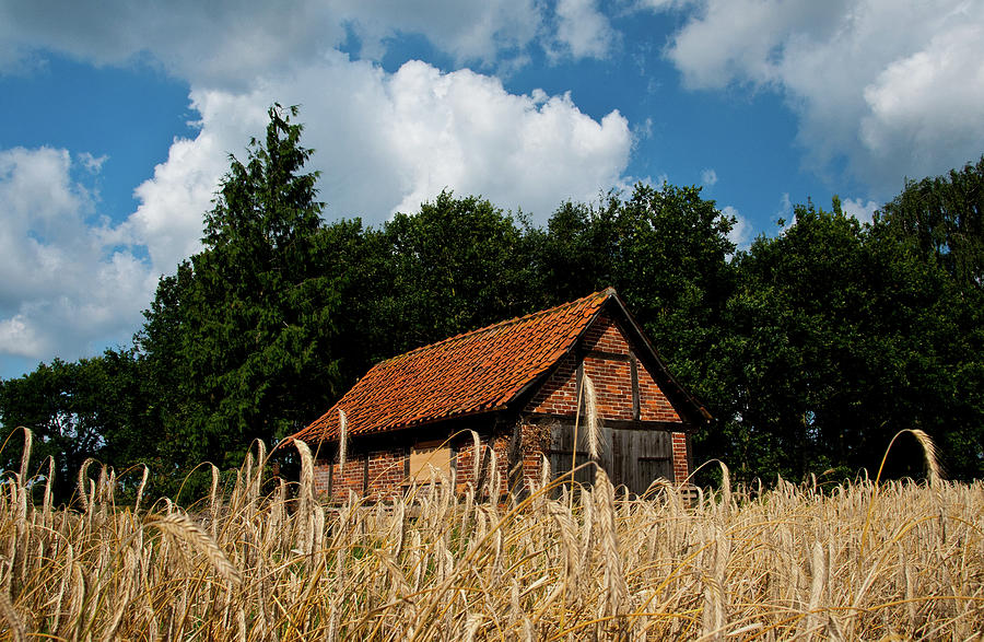 Wheat Photograph By Patrick Bourke Fine Art America